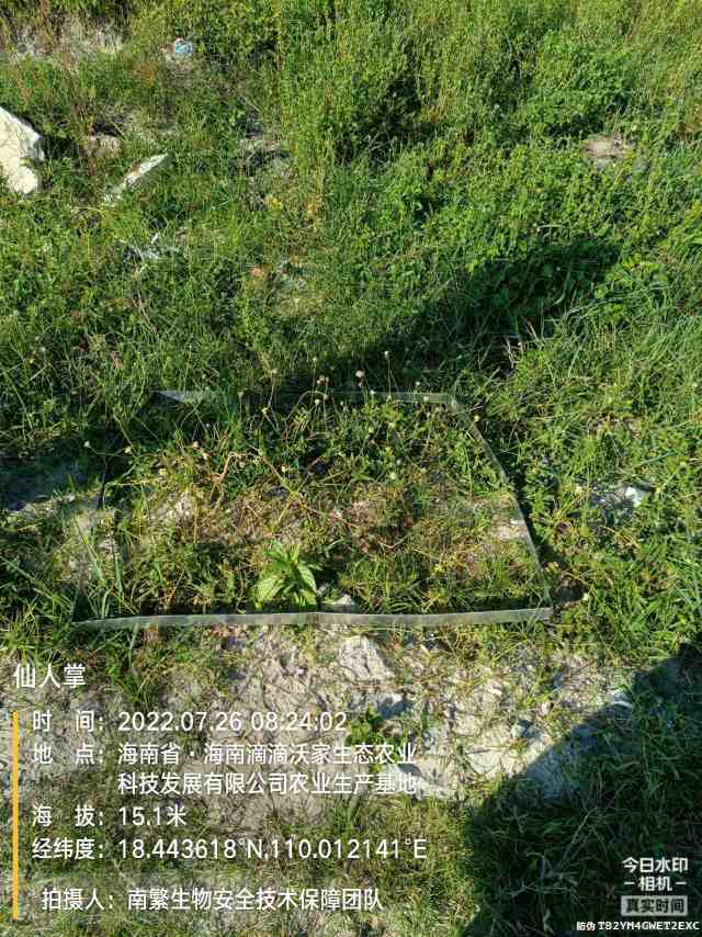 仙人掌
