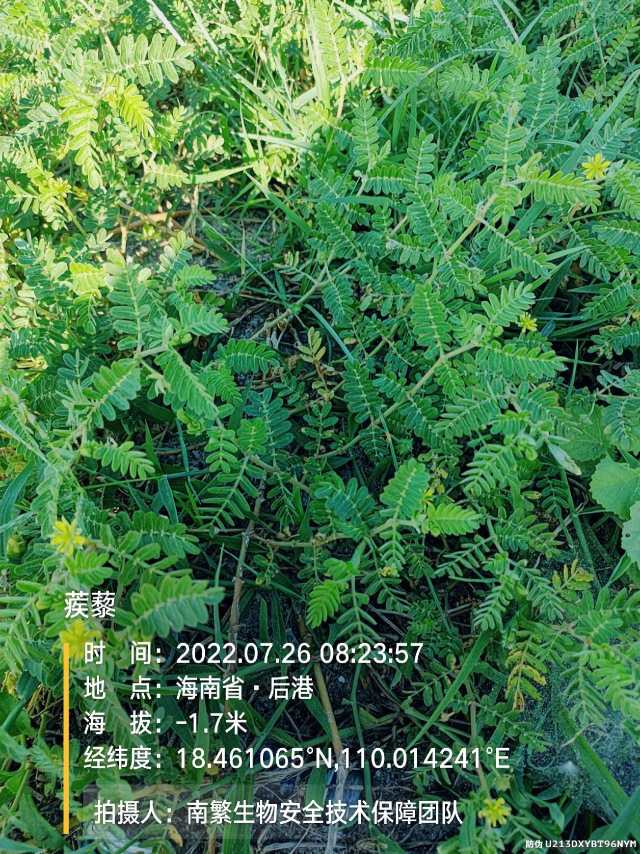 蒺藜