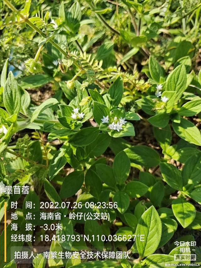 墨苜蓿