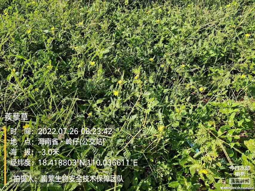 蒺藜草