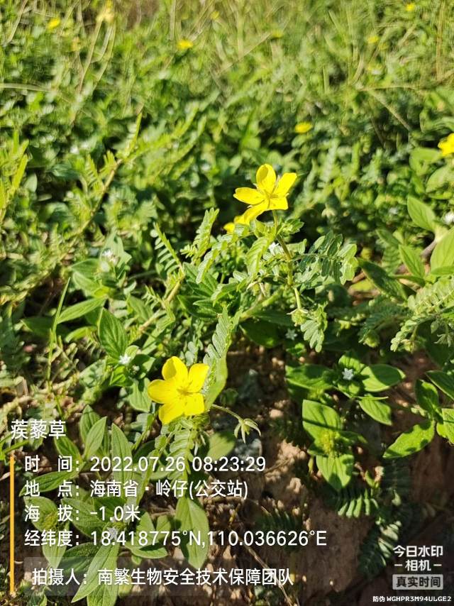 蒺藜草