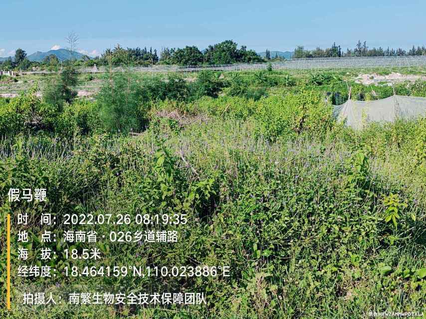 假马鞭