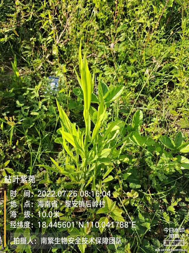 钻叶紫菀