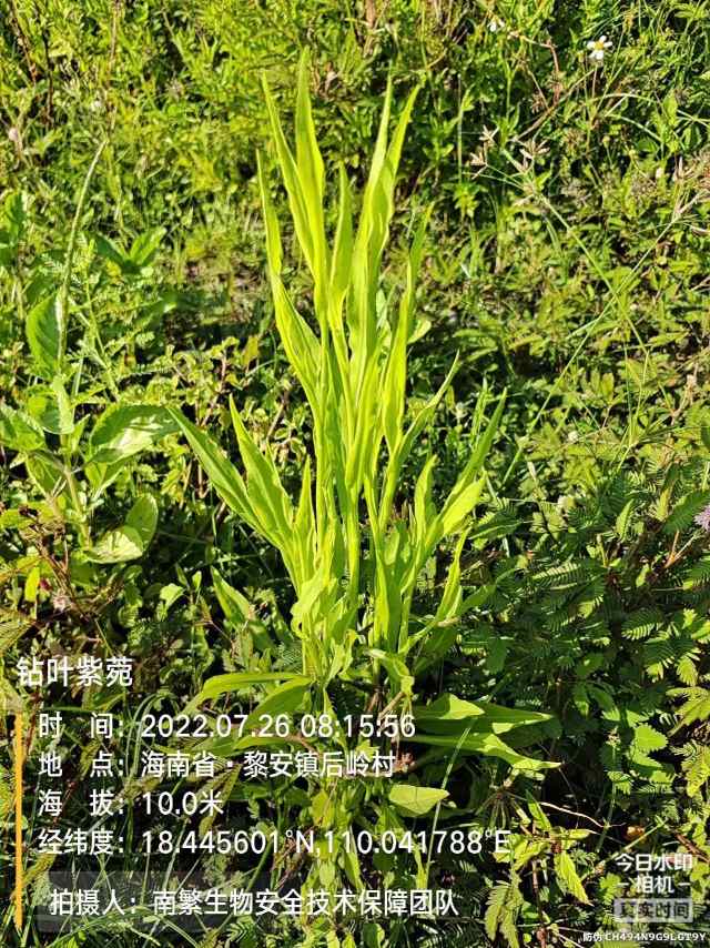 钻叶紫菀