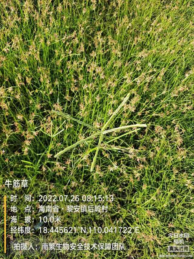牛筋草