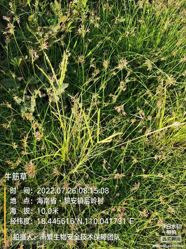 牛筋草