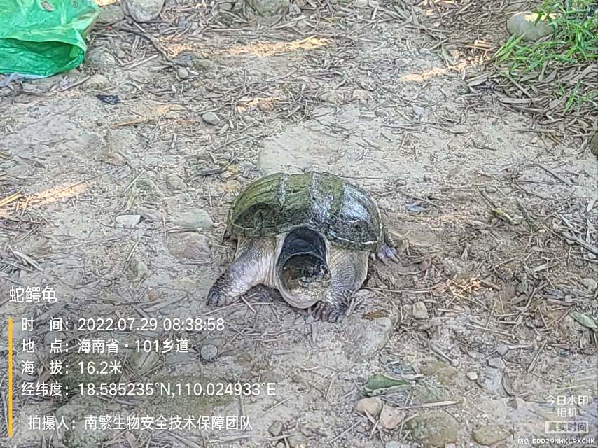 蛇鳄龟
