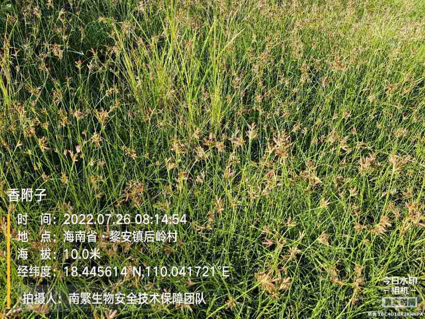 香附子
