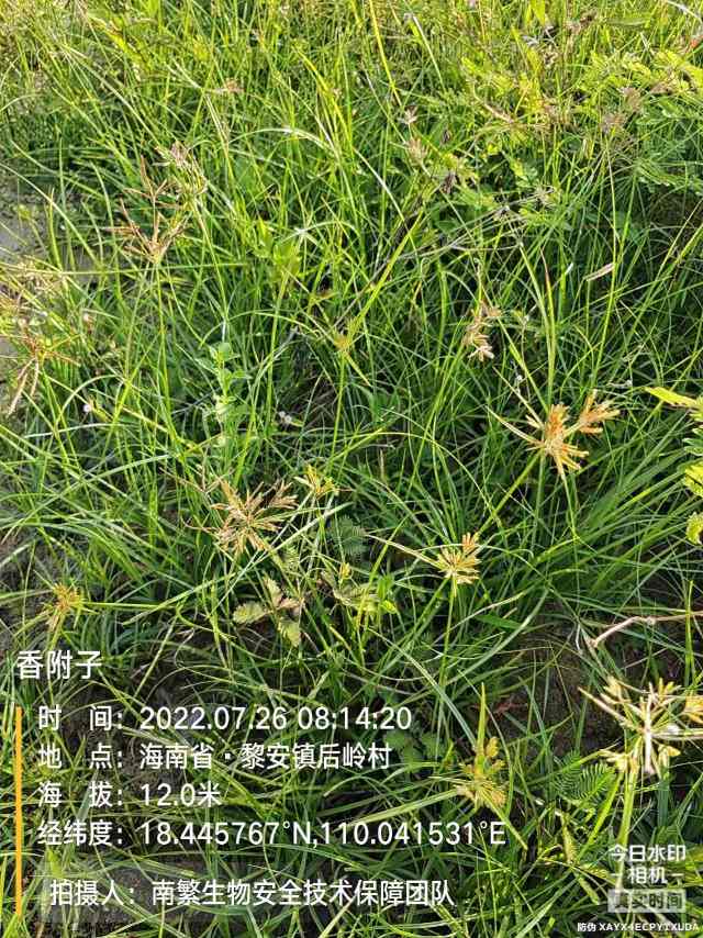 香附子