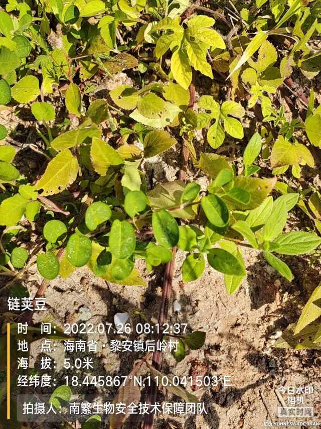 链荚豆