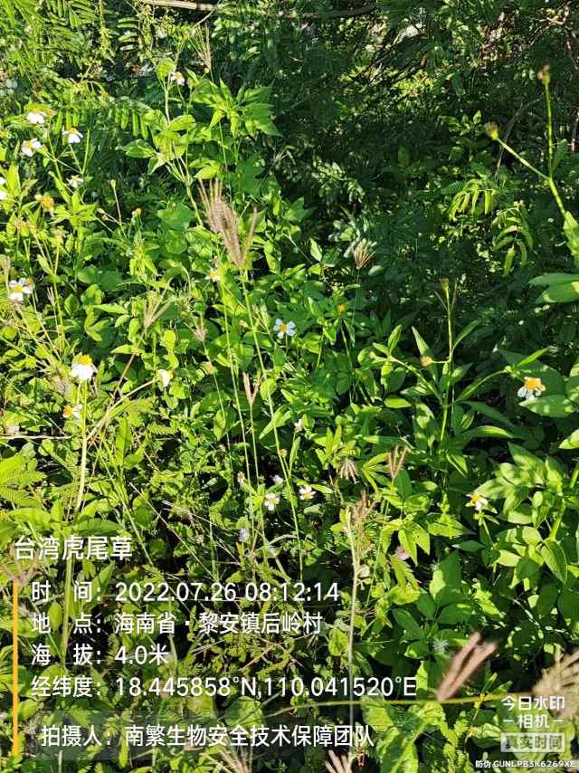 台湾虎尾草