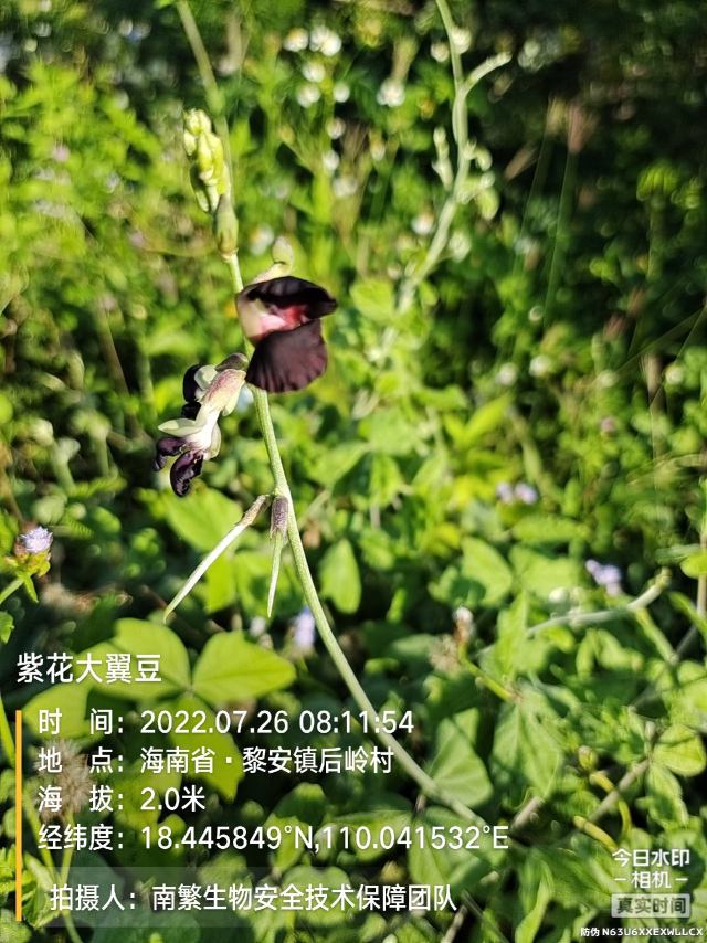 紫花大翼豆
