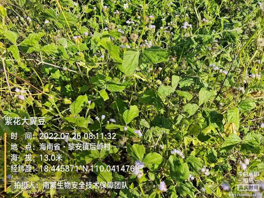 紫花大翼豆