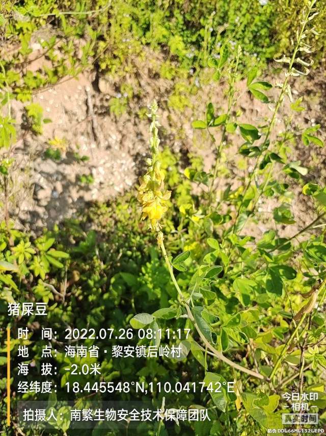 猪屎豆