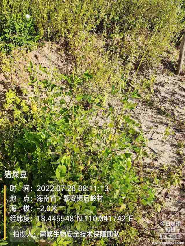 猪屎豆