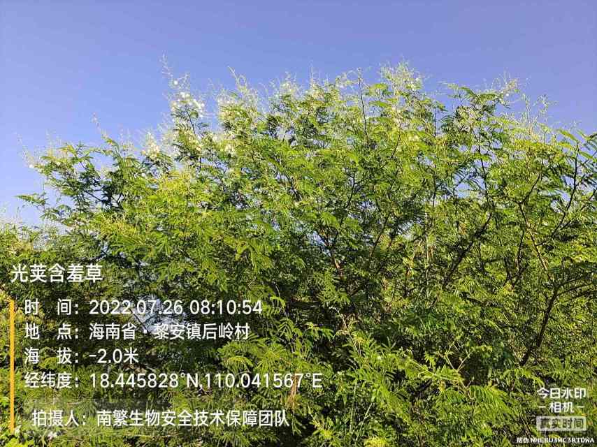 光荚含羞草