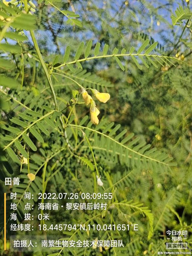田菁