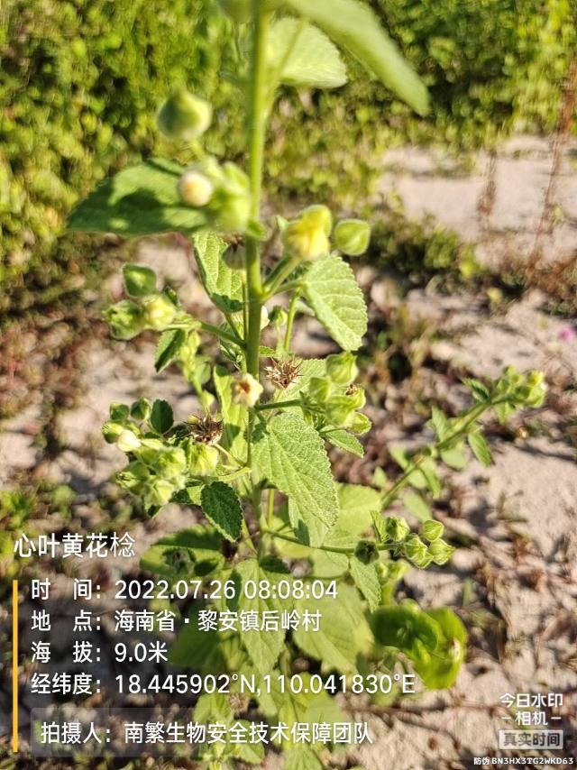 心叶黄花棯