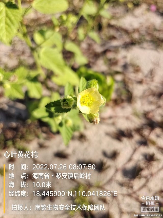 心叶黄花棯