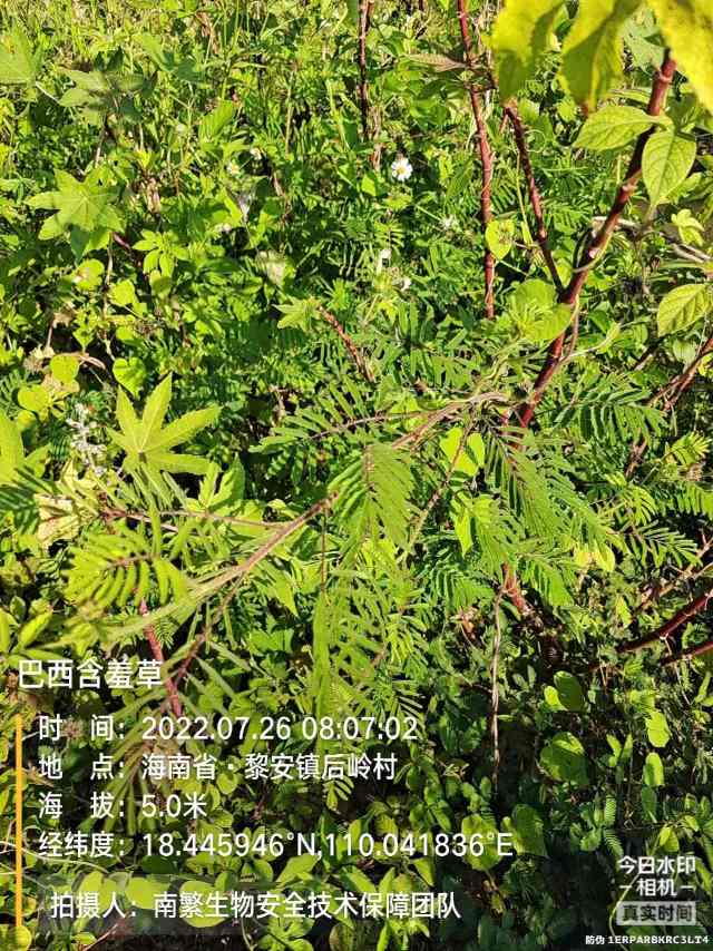 巴西含羞草
