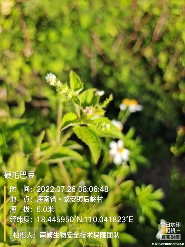 硬毛巴豆