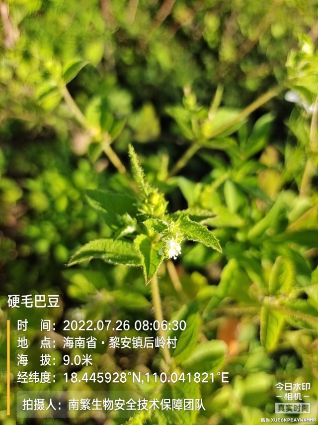 硬毛巴豆