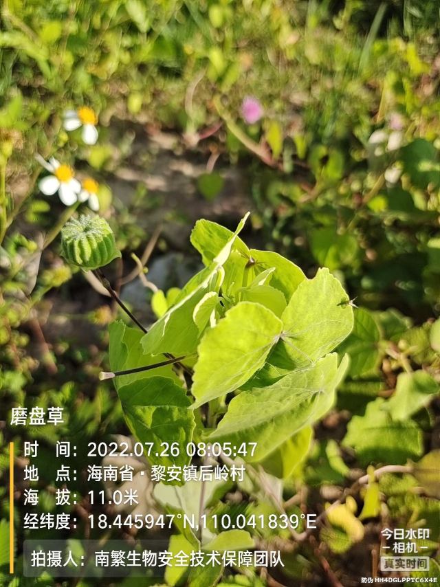 磨盘草