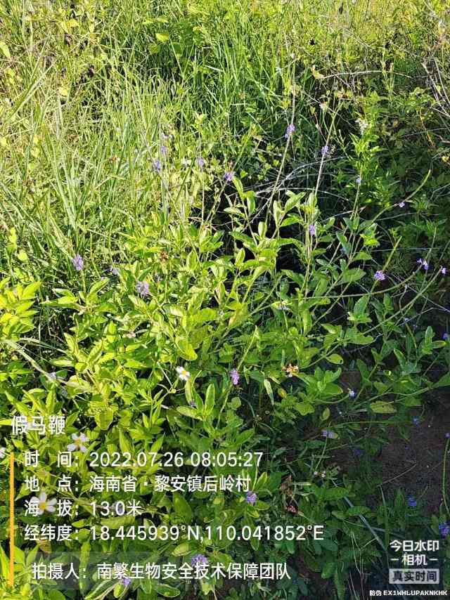 假马鞭