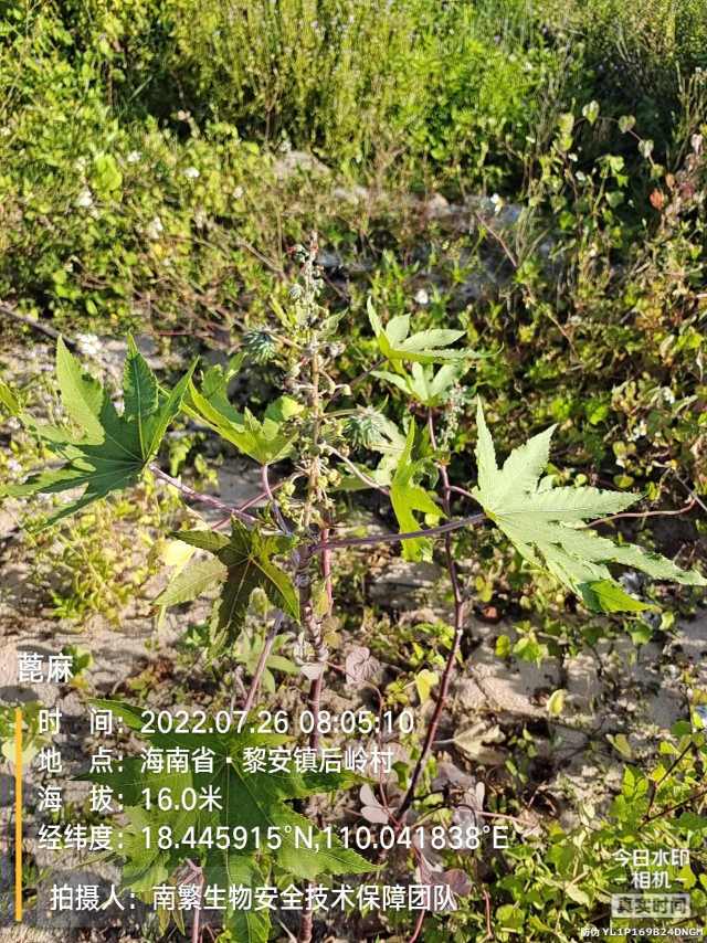 蓖麻