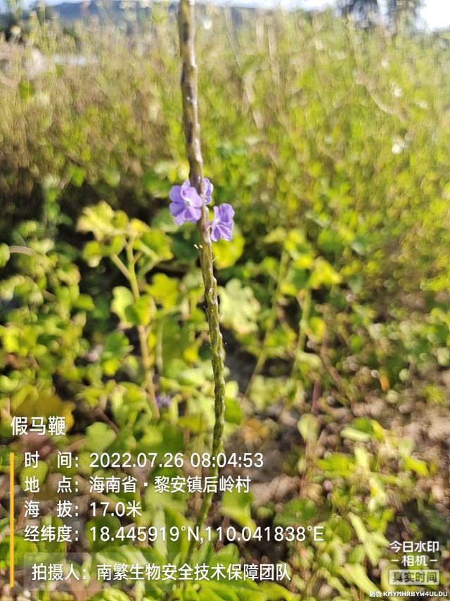 假马鞭