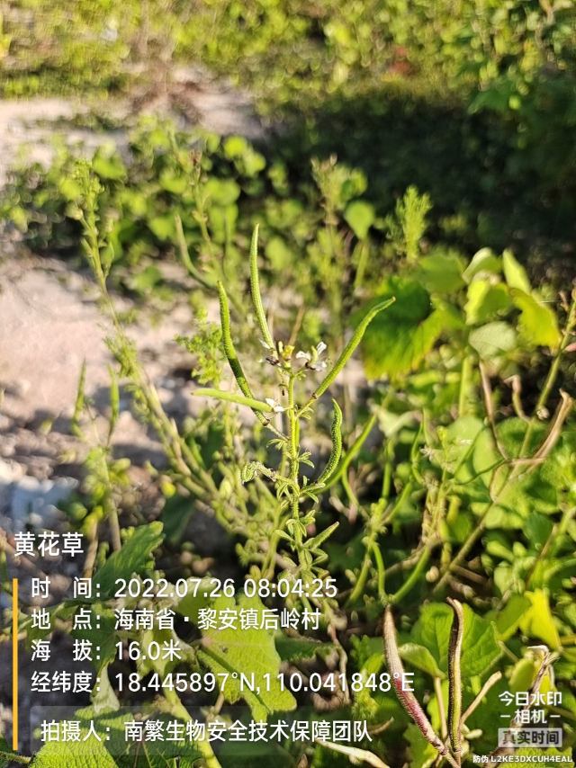 黄花草