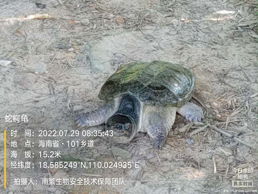 蛇鳄龟
