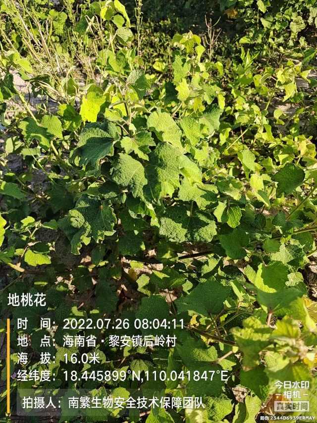 地桃花