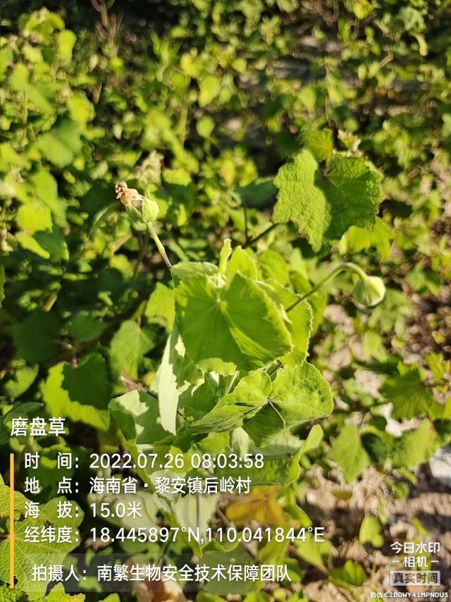 磨盘草