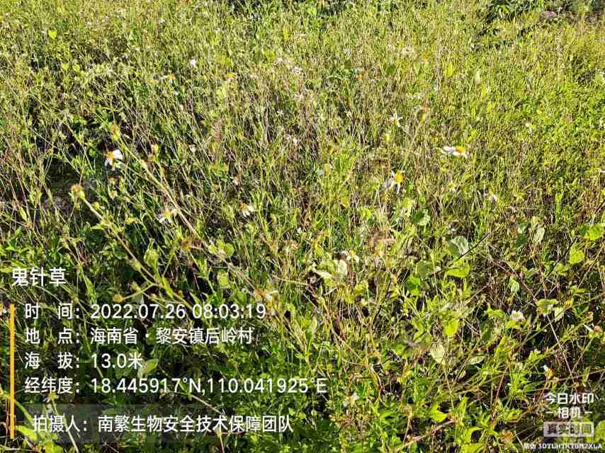 鬼针草