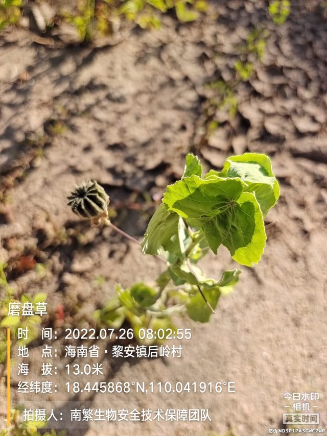 磨盘草