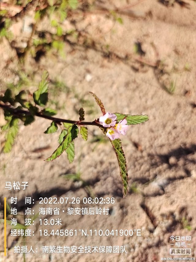 马松子