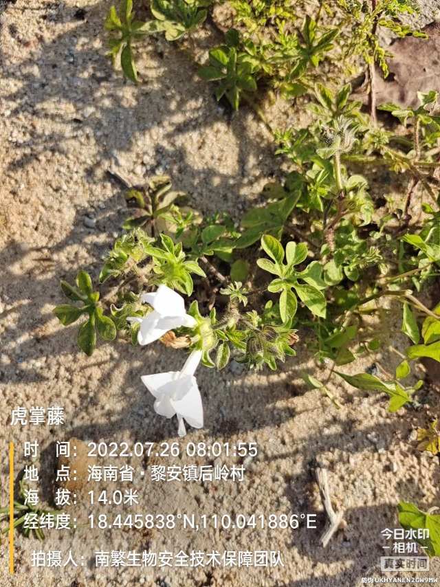 虎掌藤
