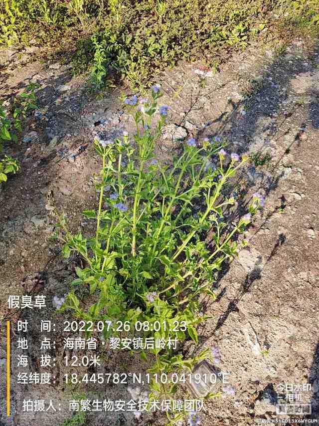 假臭草