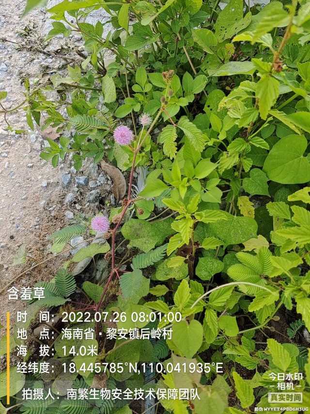 含羞草