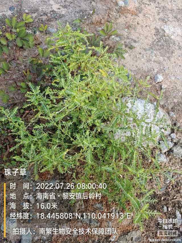 珠子草