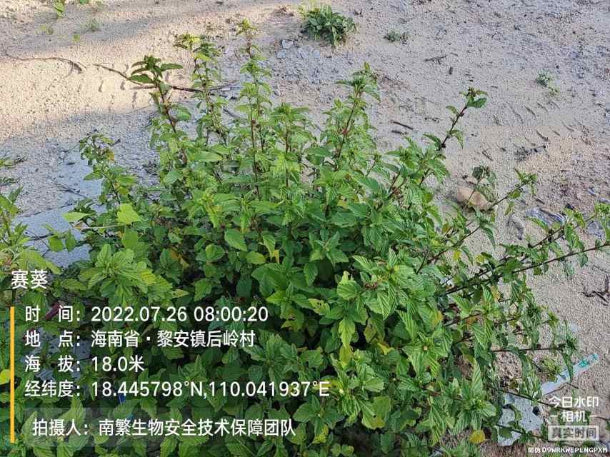 赛葵