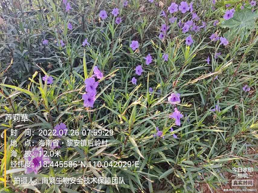 芦莉草