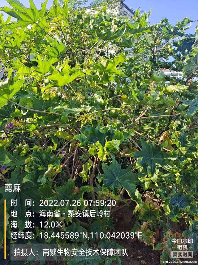 蓖麻