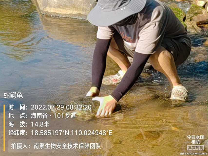 蛇鳄龟