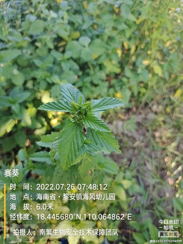 赛葵
