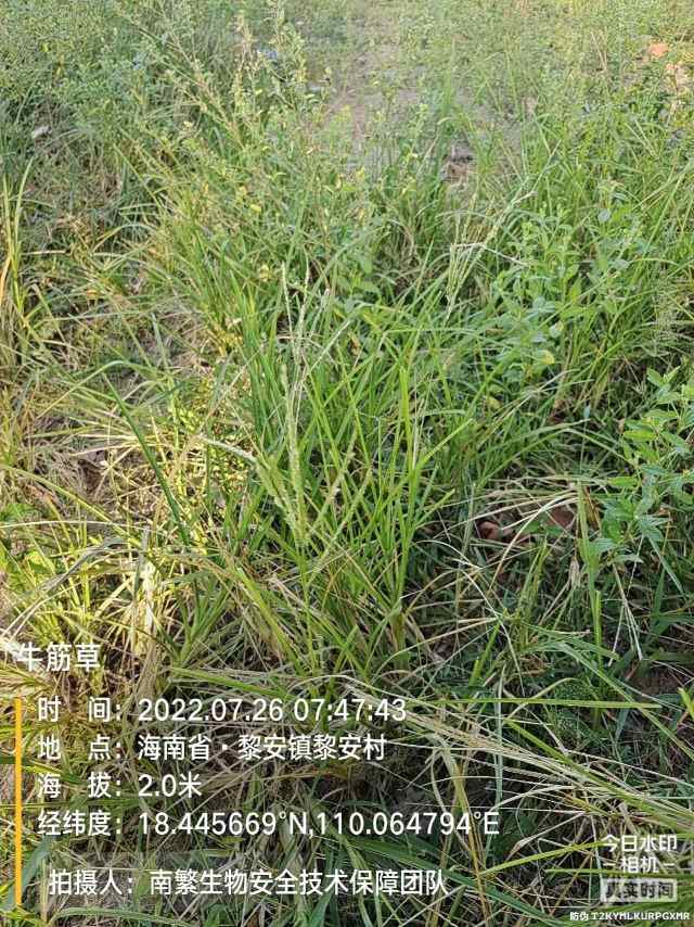 牛筋草