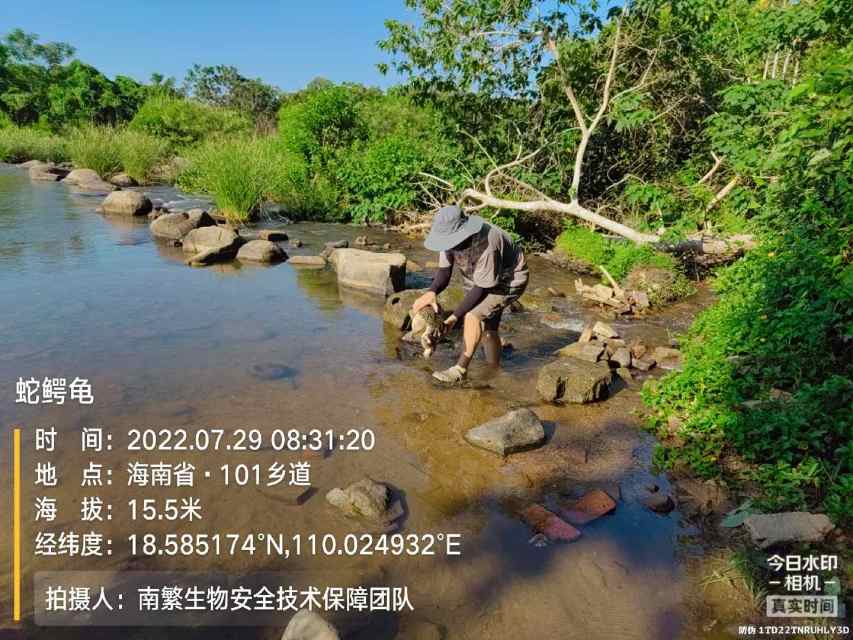蛇鳄龟