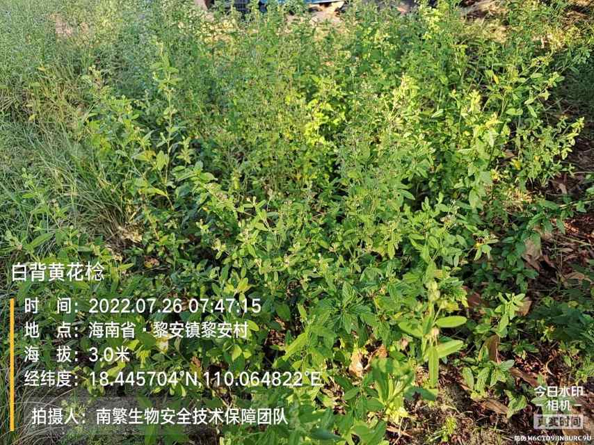 白背黄花棯