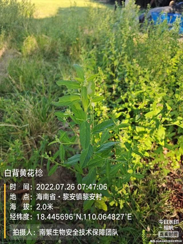 白背黄花棯